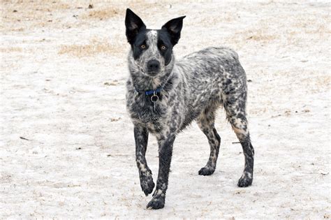 texas heeler