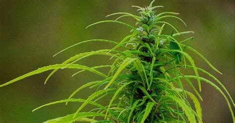 texas hemp
