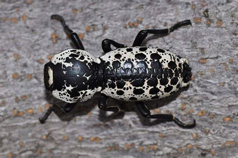 texas insects