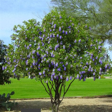 texas laurel