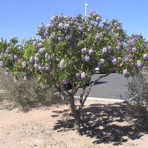 texas laurel tree