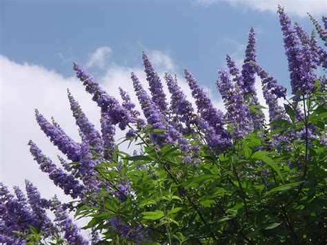 texas lilac