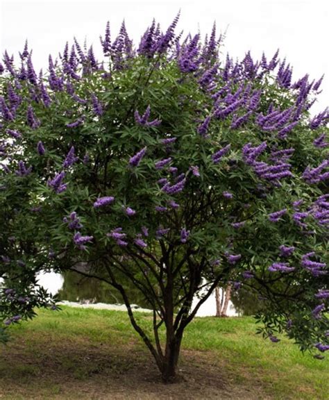 texas lilac tree