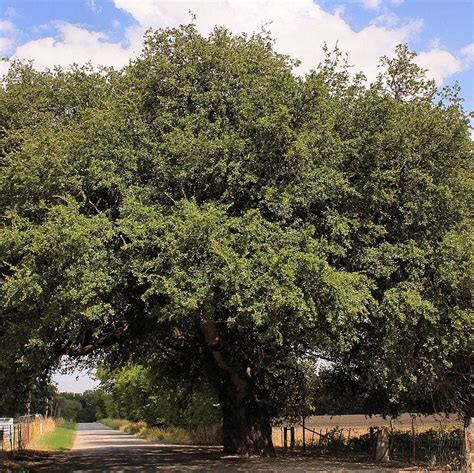 texas live oak