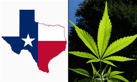 texas marijuana