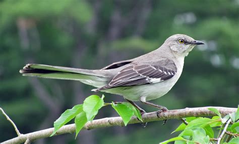 texas mockingbird