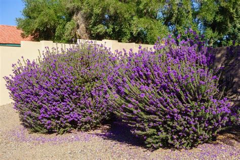 texas native plants