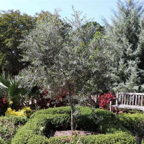texas olive tree