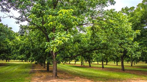 texas pecan