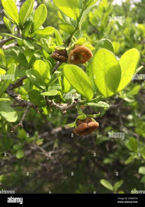 texas persimmon