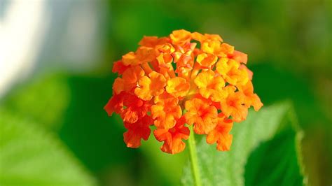 texas plants