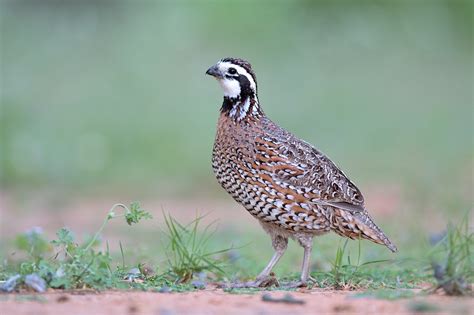 texas quail