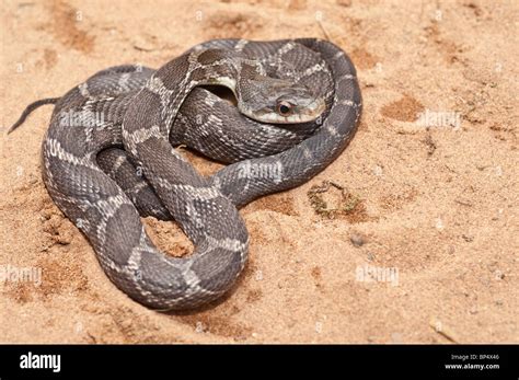 texas rat snake