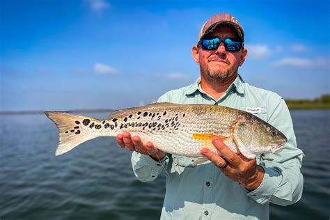texas red fish