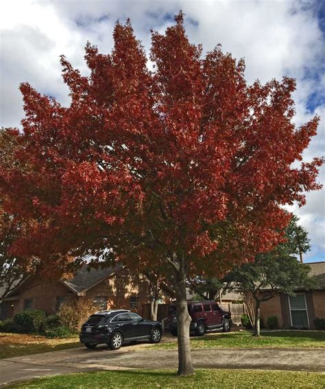 texas red oak