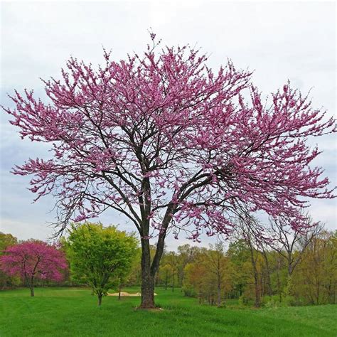 texas redbud tree