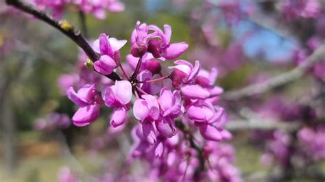 texas redbuds
