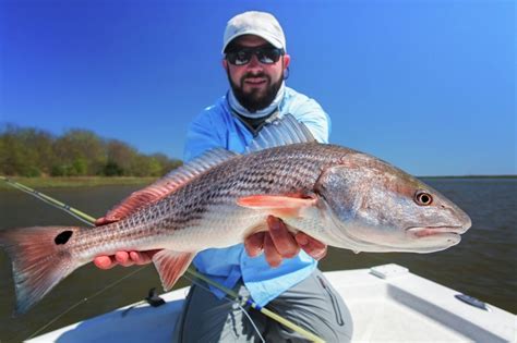 texas redfish