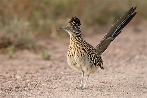 texas roadrunner