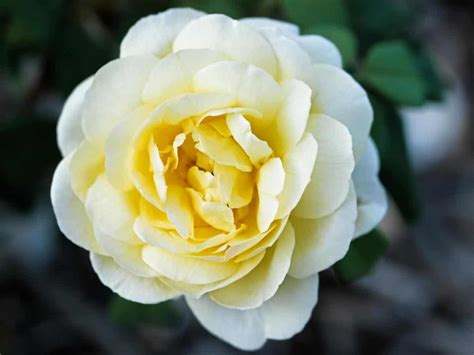 texas rose