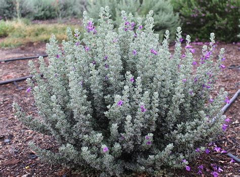 texas sage