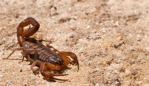 texas scorpions