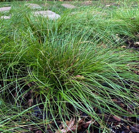 texas sedge
