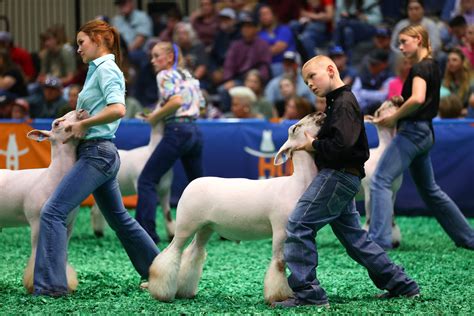 texas show lambs