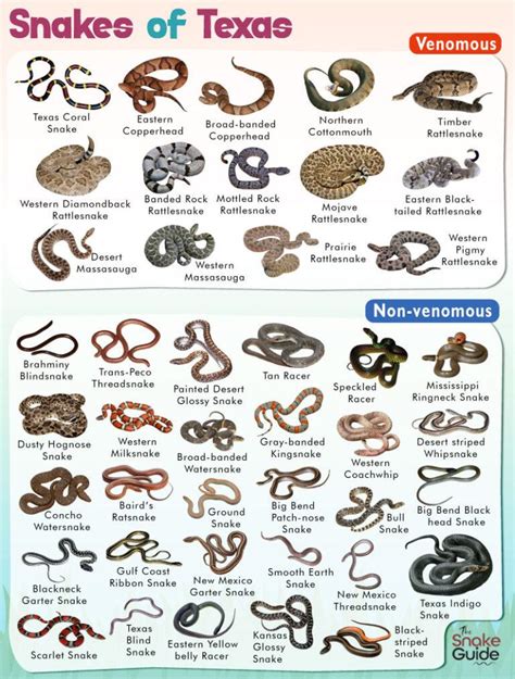 texas snake identification