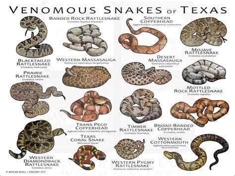 texas snakes