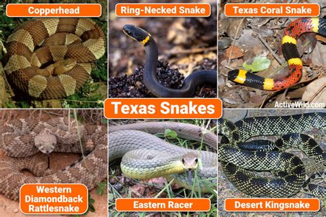 texas snakes identification