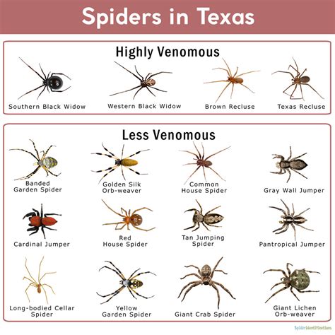 texas spiders