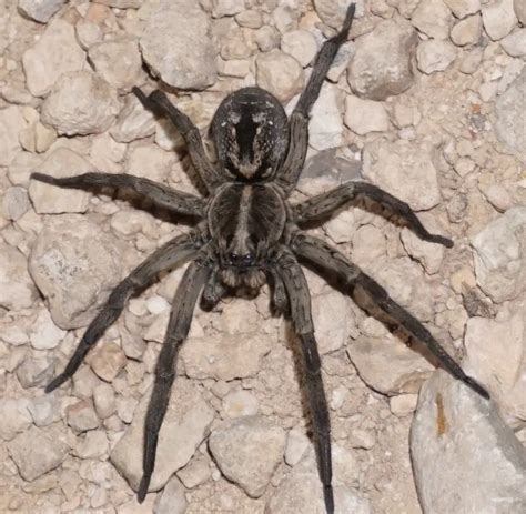texas spiders wolf