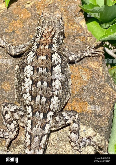 texas spiny lizard