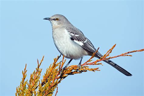 texas state bird