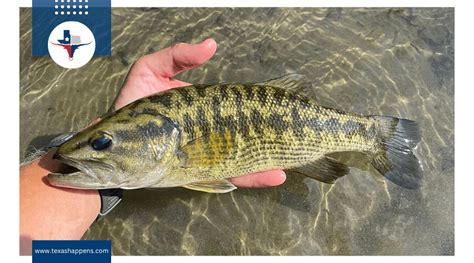 texas state fish