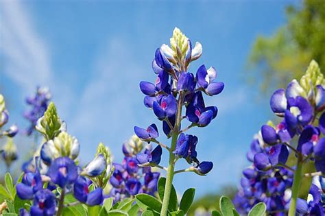 texas state flower