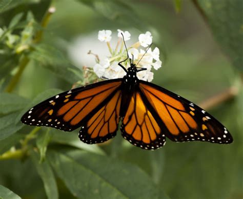 texas state insect