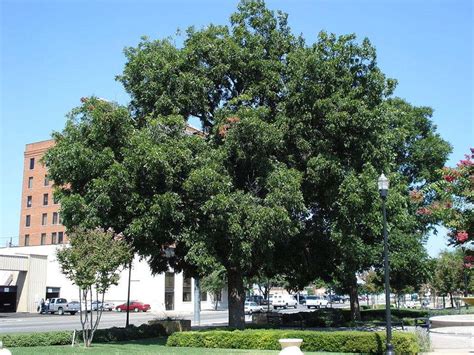 texas state tree