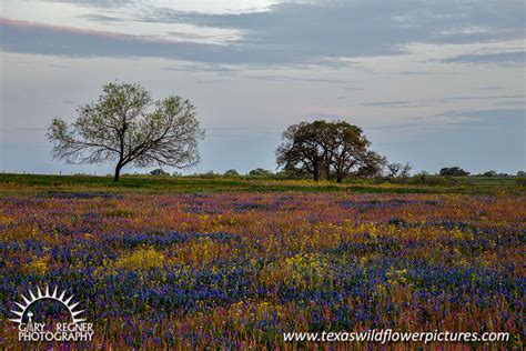 texas sutherland spring