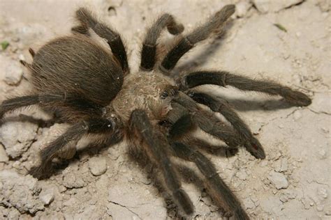 texas tarantula
