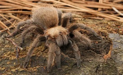texas tarantula spider