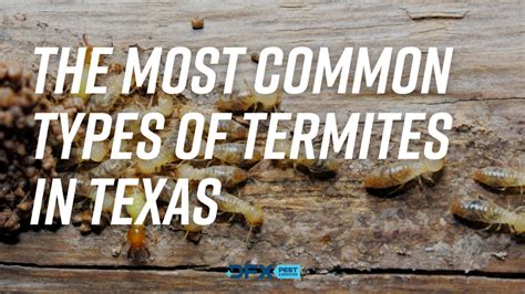texas termite
