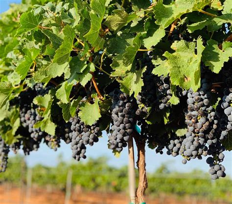 texas the grape