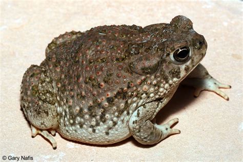 texas toad