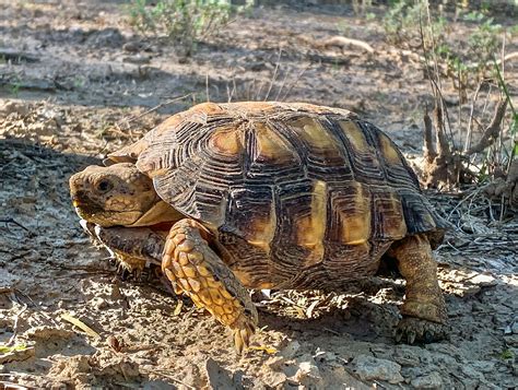 texas tortoise