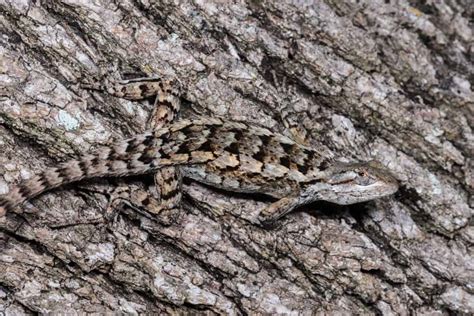 texas tree lizard