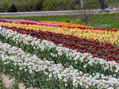 texas tulips
