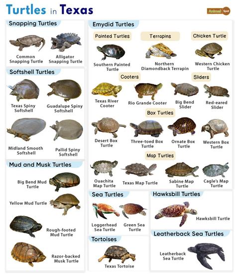 texas turtles