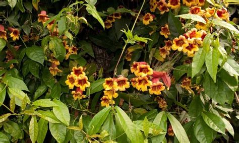 texas vine